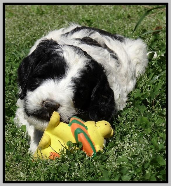 Dawn Rugby pups 6 wks old 551