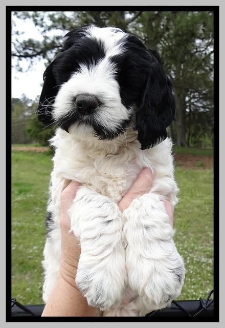 Dawn Rugby pups 7 wks old 241