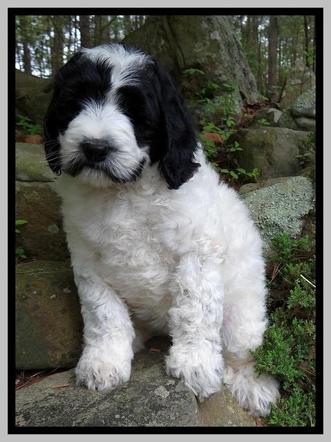 Dawn Rugby pups 8 wks old 251