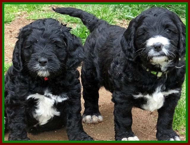 Dawn Rugby pups 6 wks old 581