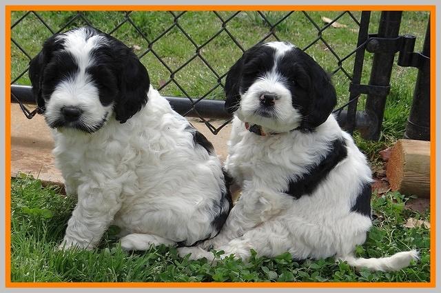 Dawn Rugby pups 6 wks old 591