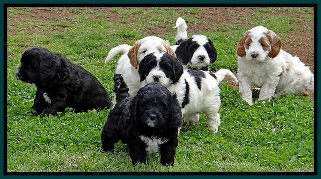 Dawn Rugby pups 6 wks old 601