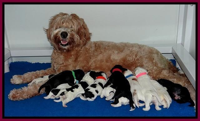 Dawn Rugby pups one week old 251