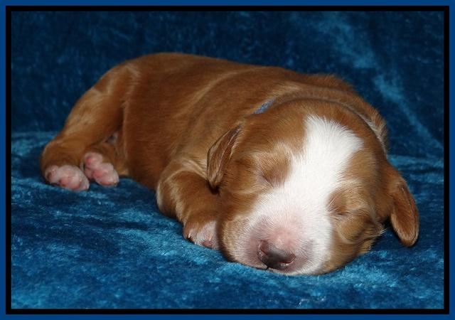 Dulcie Tug pups 1 week old 21