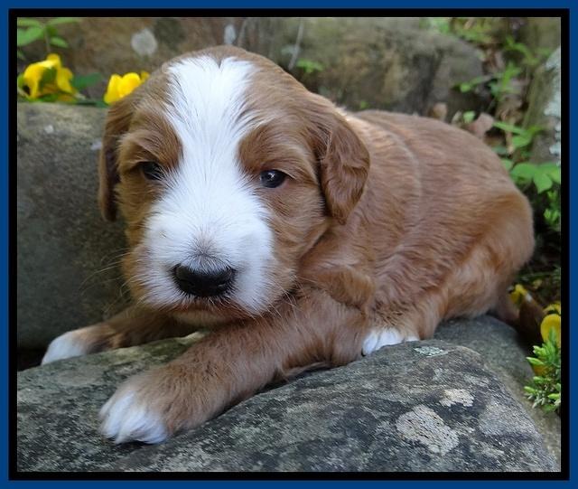 Dulcie Tug pups 3 wks old 1100