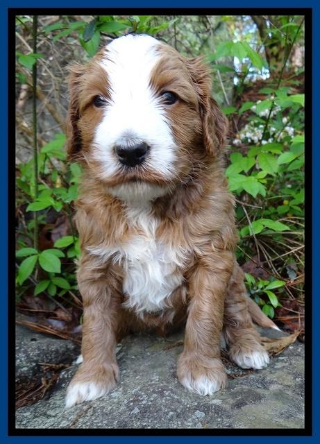 Dulcie Tug pups 4 wks old 31