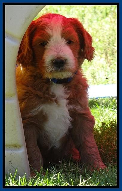 Dulcie Tug pups 6 wks old 61