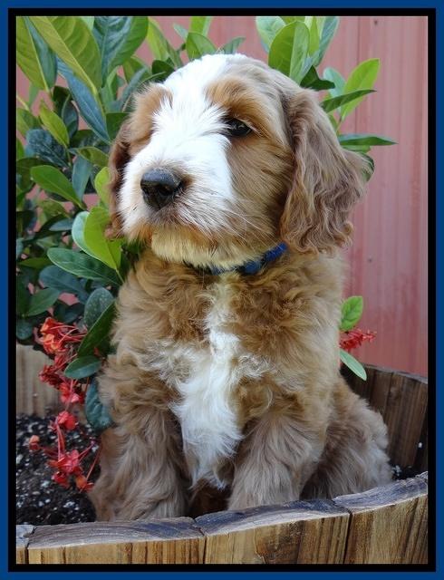 Dulcie Tug pups 7 wks old 31