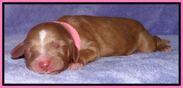 Dulcie Tug newborn 31