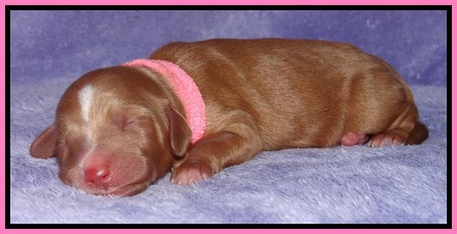 Dulcie Tug newborn 41