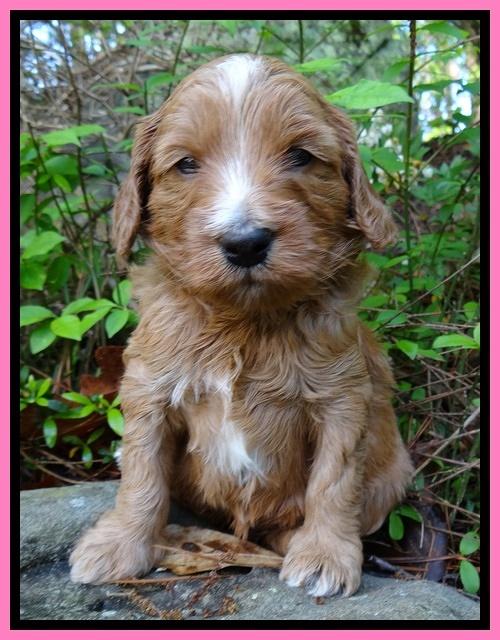 Dulcie Tug pups 4 wks old 51