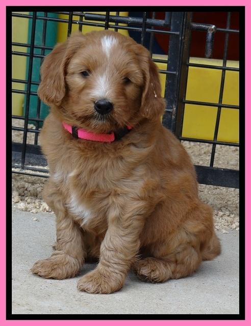 Dulcie Tug pups 6 wks old 71