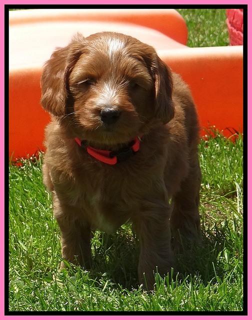 Dulcie Tug pups 6 wks old 81