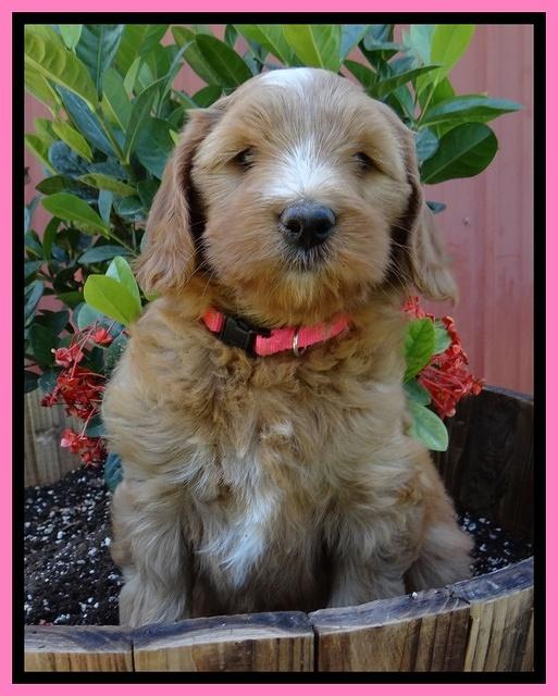 Dulcie Tug pups 7 wks old 51