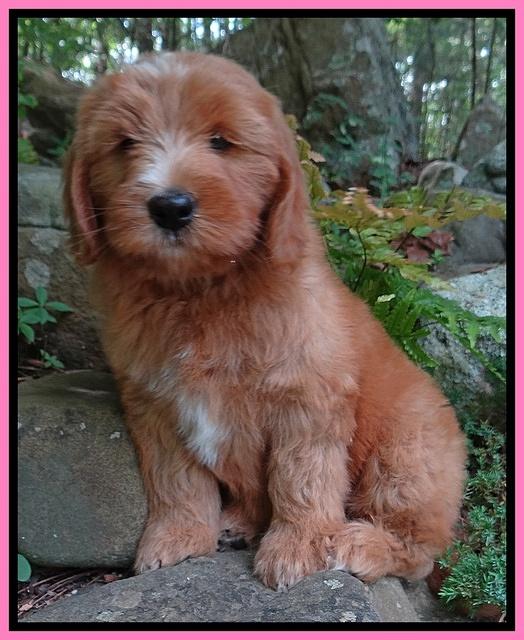 Dulcie Tug pups 8 wks old 22