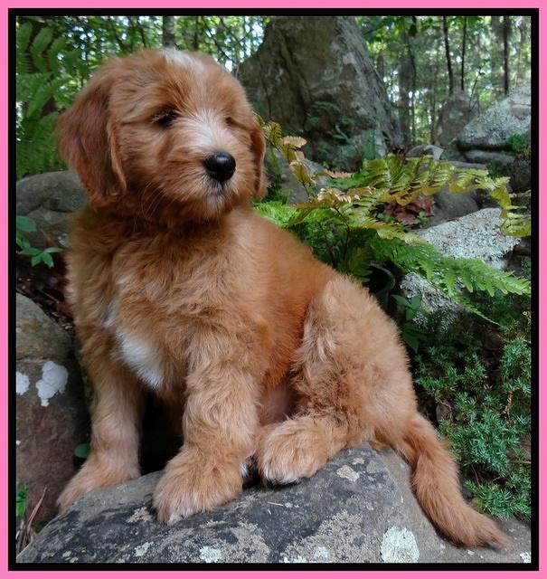 Dulcie Tug pups 8 wks old 32