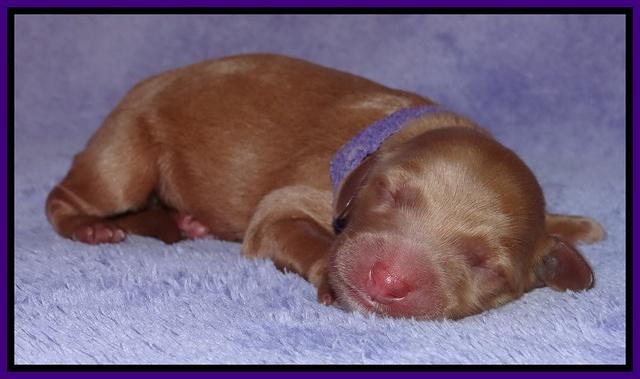 Dulcie Tug newborn 51