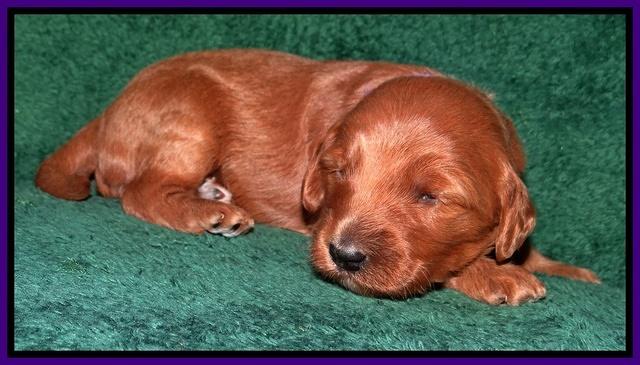 Dulcie Tug pups 2 wks old 91