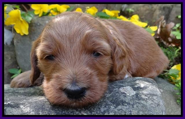Dulcie Tug pups 3 wks old 7100
