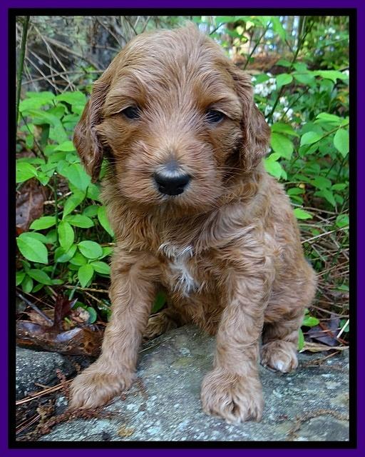 Dulcie Tug pups 4 wks old 101
