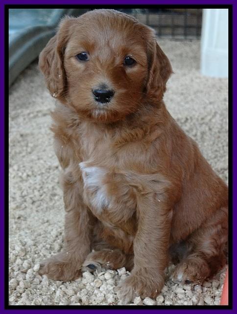Dulcie Tug pups 5 wks old 81