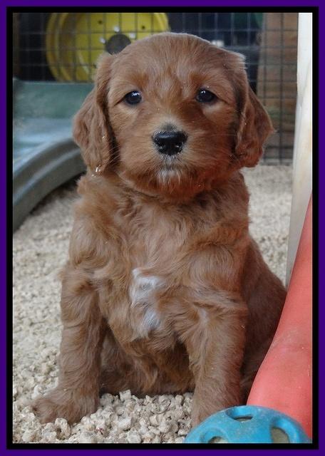 Dulcie Tug pups 5 wks old 91