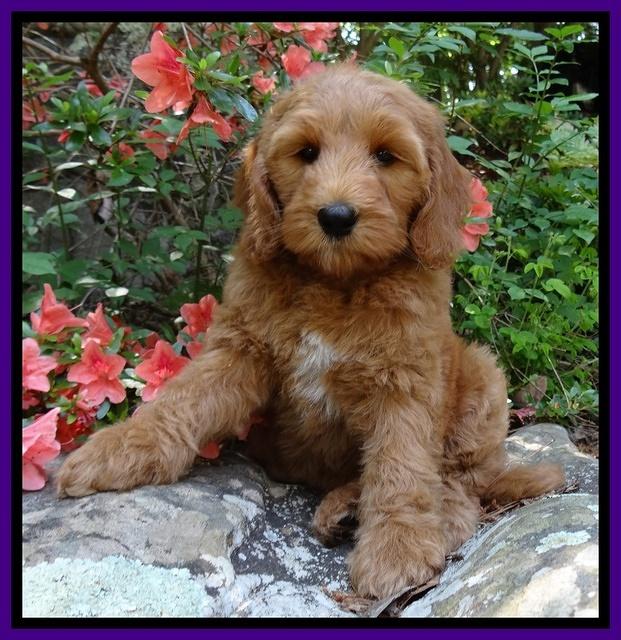 Dulcie Tug pups 8 wks old 62