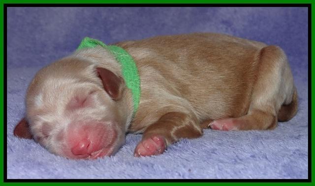 Dulcie Tug newborn 81