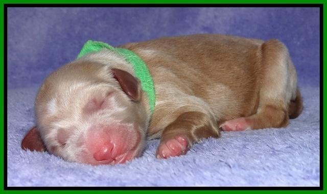 Dulcie Tug newborn 91