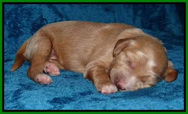 Dulcie Tug pups 1 week old 121