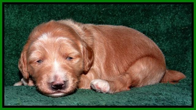 Dulcie Tug pups 2 wks old 121