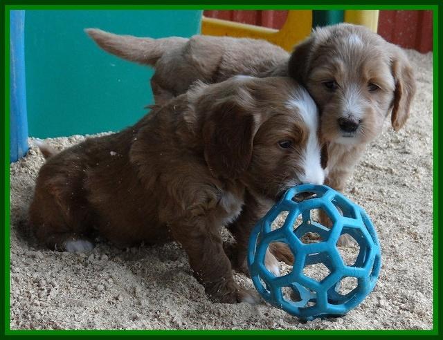 Dulcie Tug pups 5 wks old 121