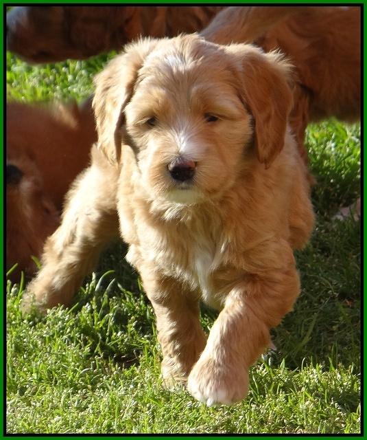 Dulcie Tug pups 6 wks old 161