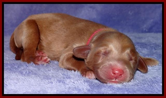 Dulcie Tug newborn 101