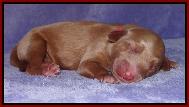 Dulcie Tug newborn 111