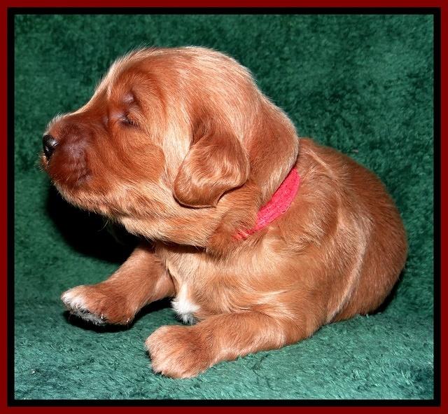 Dulcie Tug pups 2 wks old 141