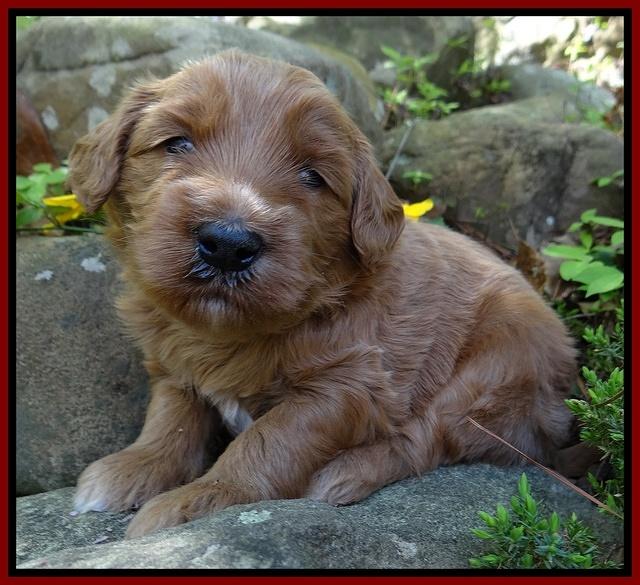 Dulcie Tug pups 3 wks old 13100