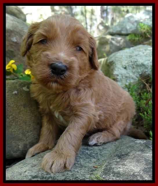 Dulcie Tug pups 3 wks old 15100