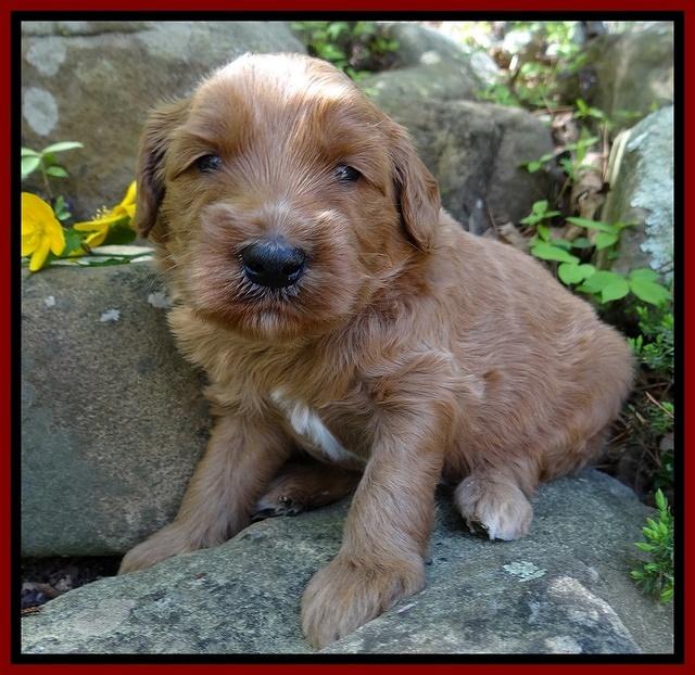 Dulcie Tug pups 3 wks old 16100