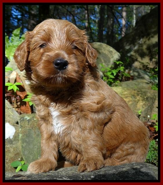 Dulcie Tug pups 4 wks old 171