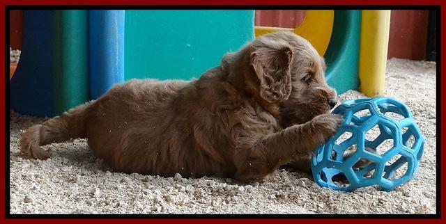 Dulcie Tug pups 5 wks old 131