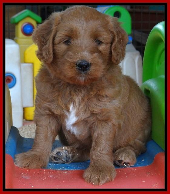 Dulcie Tug pups 5 wks old 141