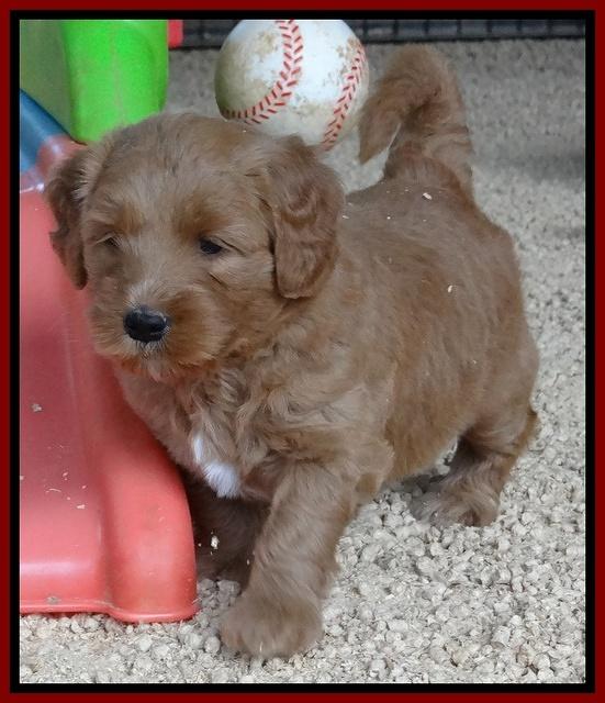 Dulcie Tug pups 5 wks old 151
