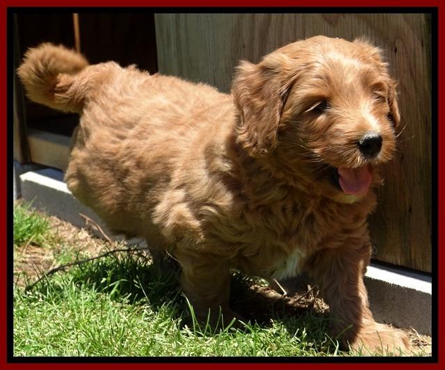 Dulcie Tug pups 6 wks old 201
