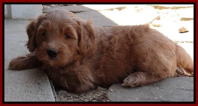 Dulcie Tug pups 6 wks old 211