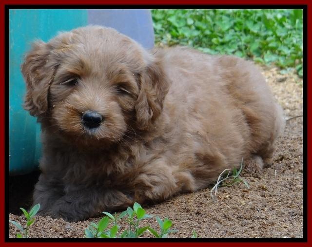 Dulcie Tug pups 6 wks old 221