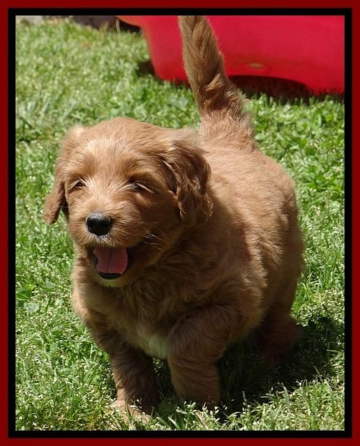 Dulcie Tug pups 6 wks old 241