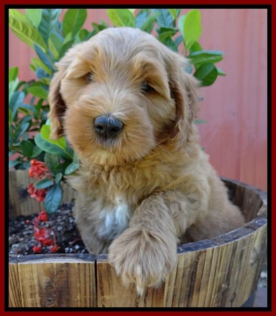 Dulcie Tug pups 7 wks old 141