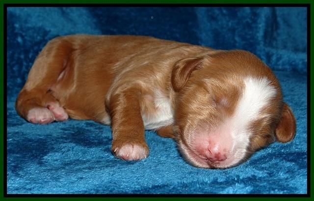 Dulcie Tug pups 1 week old 161