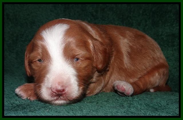 Dulcie Tug pups 2 wks old 181